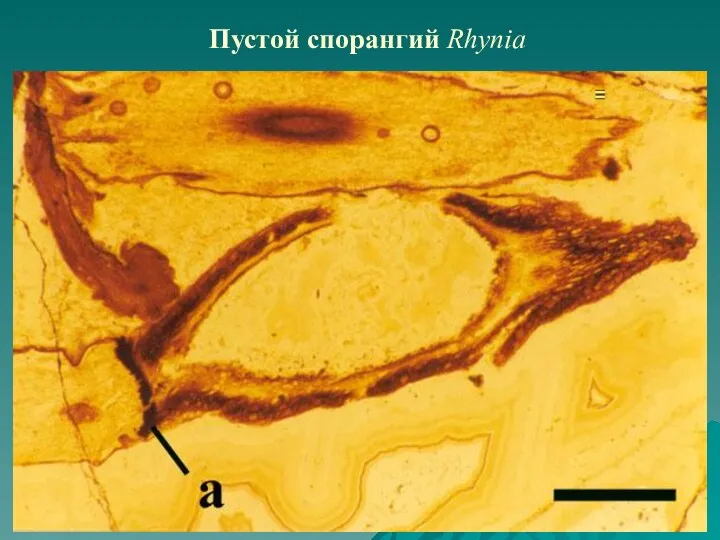 Пустой спорангий Rhynia