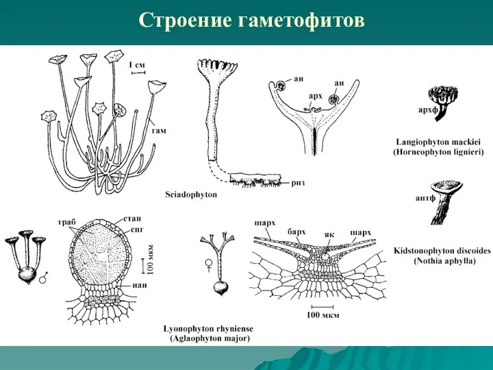 Строение гаметофитов