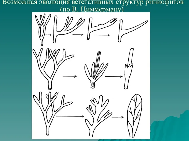 Возможная эволюция вегетативных структур риниофитов (по В. Циммерману)