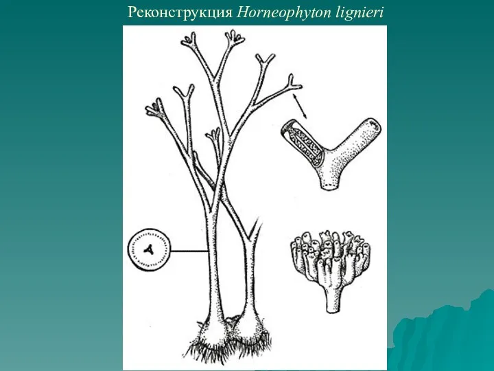 Реконструкция Horneophyton lignieri