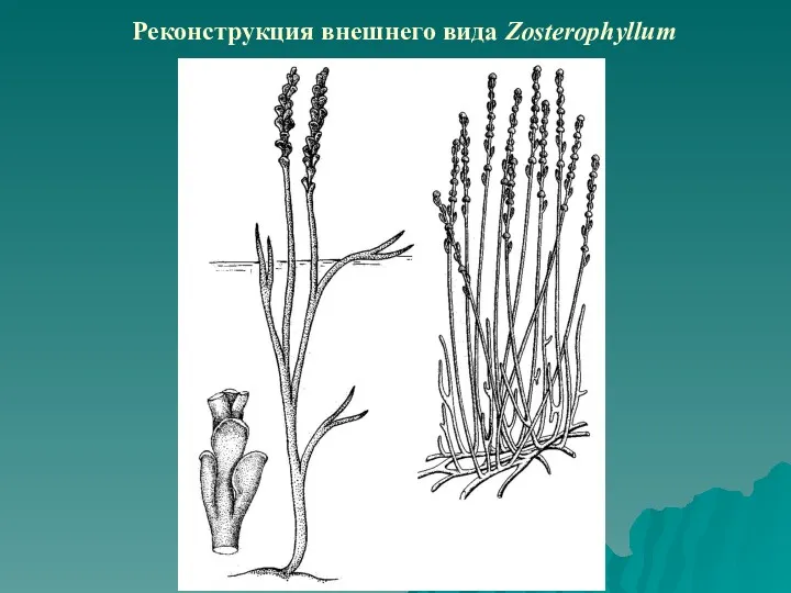 Реконструкция внешнего вида Zosterophyllum