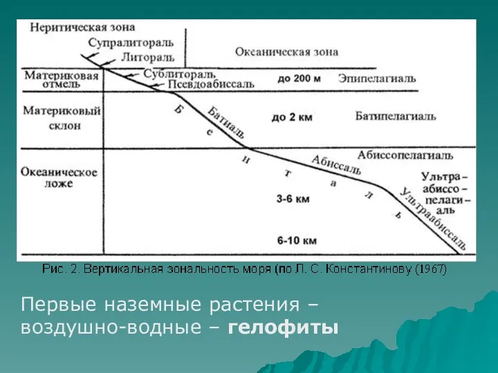 Первые наземные растения – воздушно-водные – гелофиты