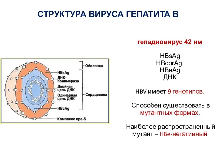 гепадновирус 42 нм HBsAg HBcorAg, HBeAg ДНК HBV имеет 9