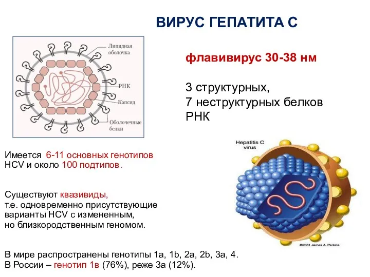 ВИРУС ГЕПАТИТА С флавивирус 30-38 нм 3 структурных, 7 неструктурных