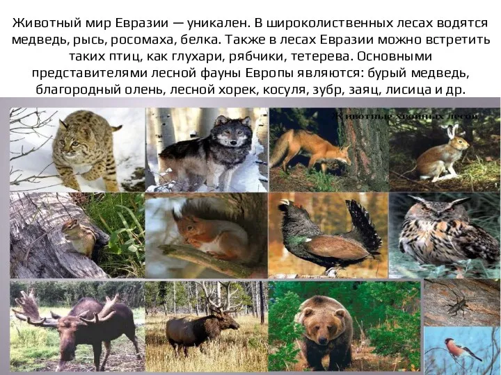 Животный мир Евразии — уникален. В широколиственных лесах водятся медведь,