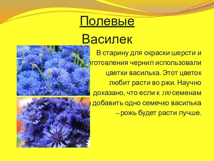 Полевые Василек В старину для окраски шерсти и изготовления чернил