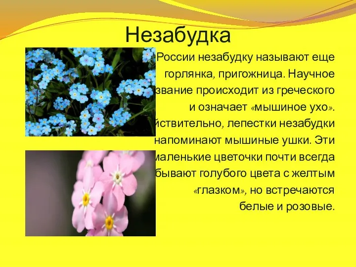 Незабудка В России незабудку называют еще горлянка, пригожница. Научное название