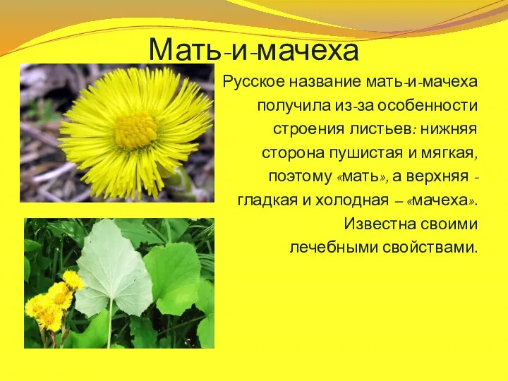 Мать-и-мачеха Русское название мать-и-мачеха получила из-за особенности строения листьев: нижняя