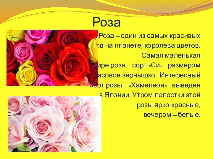Роза Роза – один из самых красивых цветов на планете,