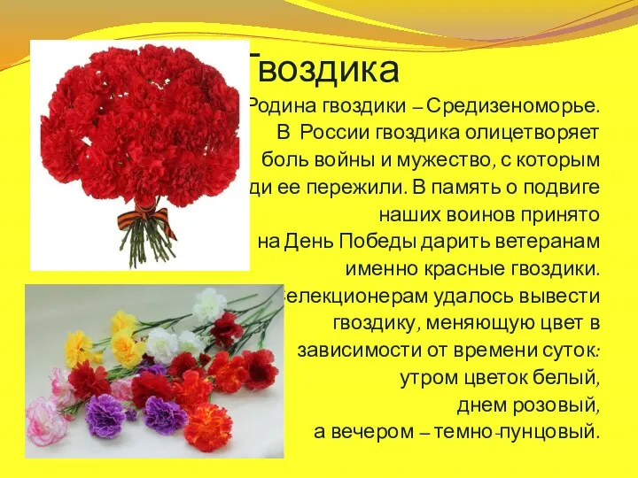 Гвоздика Родина гвоздики – Средизеноморье. В России гвоздика олицетворяет боль