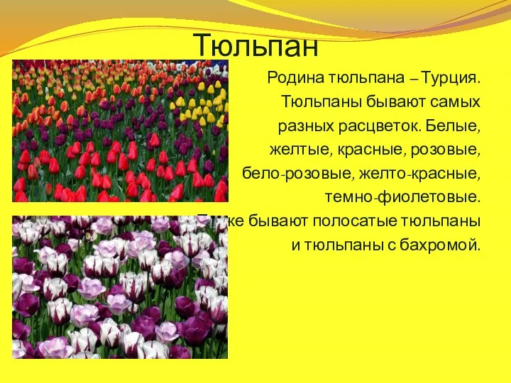 Тюльпан Родина тюльпана – Турция. Тюльпаны бывают самых разных расцветок.