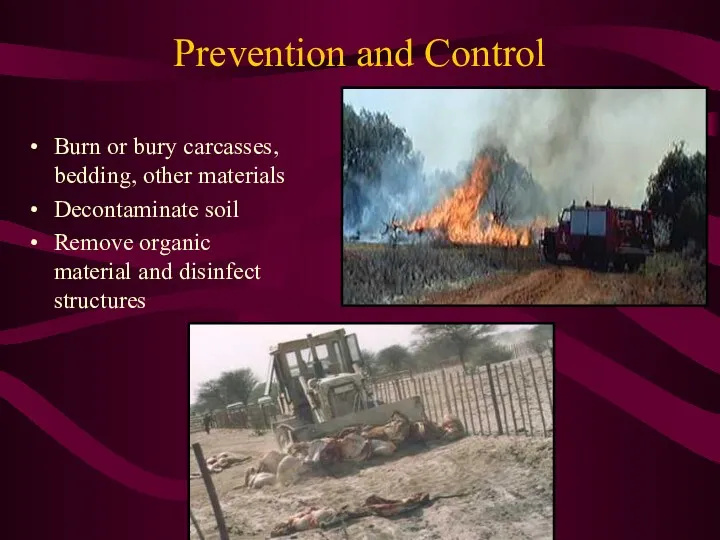 Prevention and Control Burn or bury carcasses, bedding, other materials
