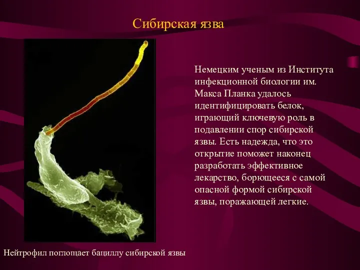 Сибирская язва Нейтрофил поглощает бациллу сибирской язвы Немецким ученым из