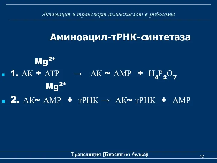 Активация и транспорт аминокислот в рибосомы Аминоацил-тРНК-синтетаза Mg2+ 1. АК