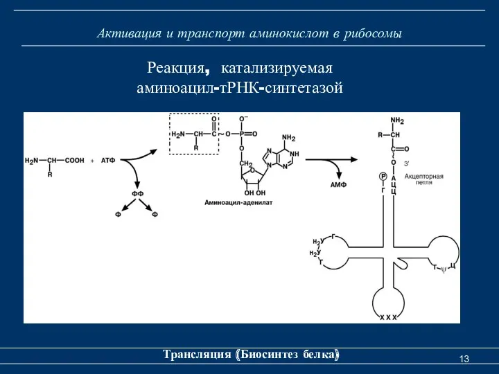 Активация и транспорт аминокислот в рибосомы Трансляция (Биосинтез белка) Реакция, катализируемая аминоацил-тРНК-синтетазой