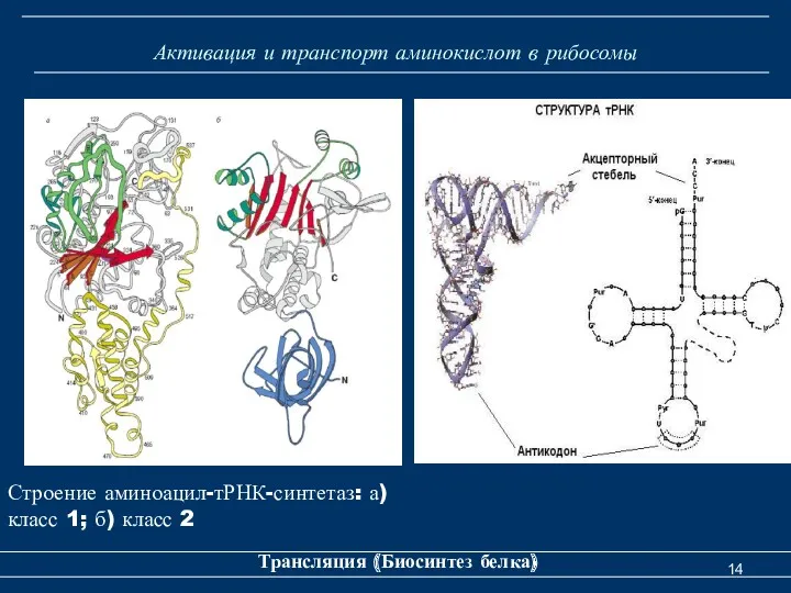 Активация и транспорт аминокислот в рибосомы Трансляция (Биосинтез белка) Строение