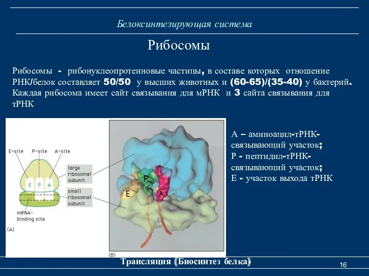 Белоксинтезирующая система Трансляция (Биосинтез белка) Рибосомы А – аминоацил-тРНК- связывающий