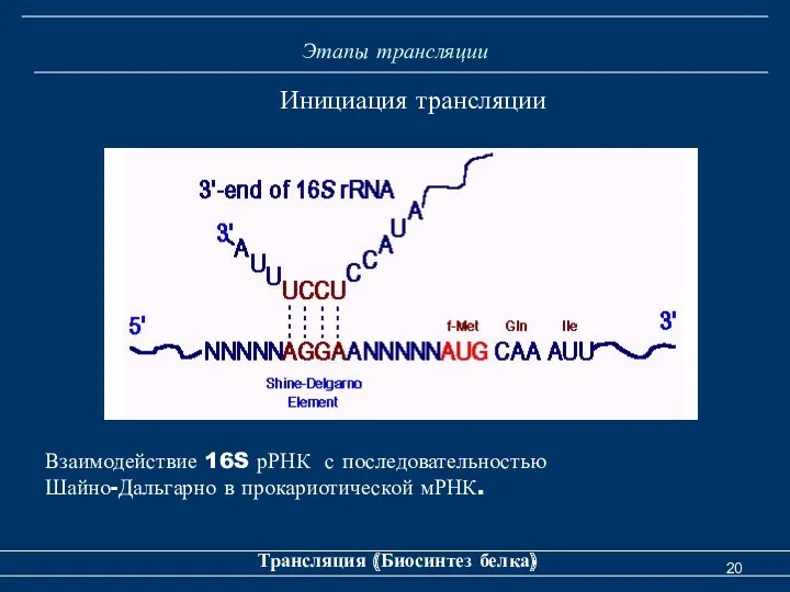 Этапы трансляции Трансляция (Биосинтез белка) Инициация трансляции Взаимодействие 16S рРНК с последовательностью Шайно-Дальгарно в прокариотической мРНК.