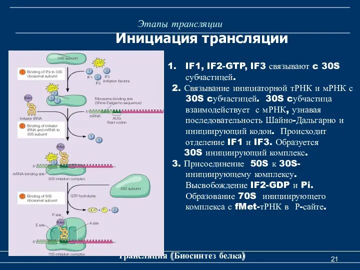 Этапы трансляции Трансляция (Биосинтез белка) Инициация трансляции IF1, IF2-GTP, IF3