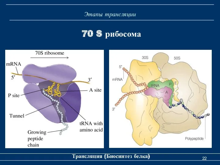 Этапы трансляции Трансляция (Биосинтез белка) 70 S рибосома
