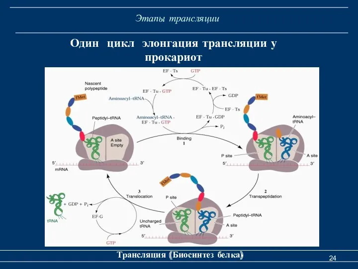 Этапы трансляции Трансляция (Биосинтез белка) Один цикл элонгация трансляции у прокариот