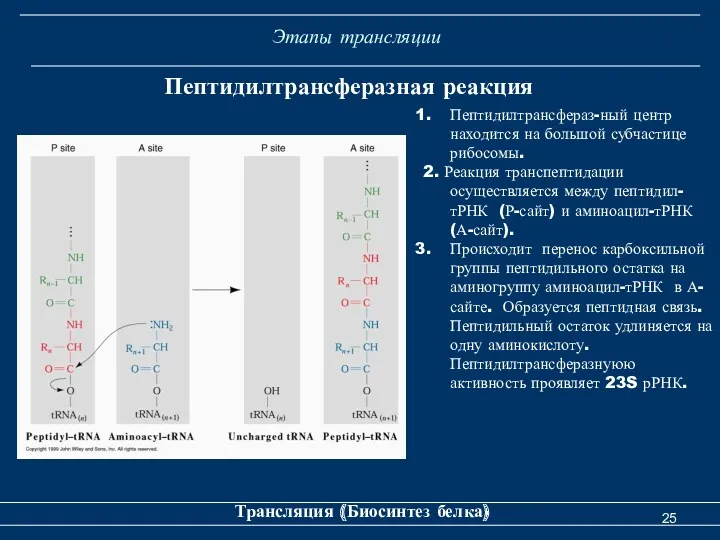 Этапы трансляции Трансляция (Биосинтез белка) Пептидилтрансферазная реакция Пептидилтрансфераз-ный центр находится