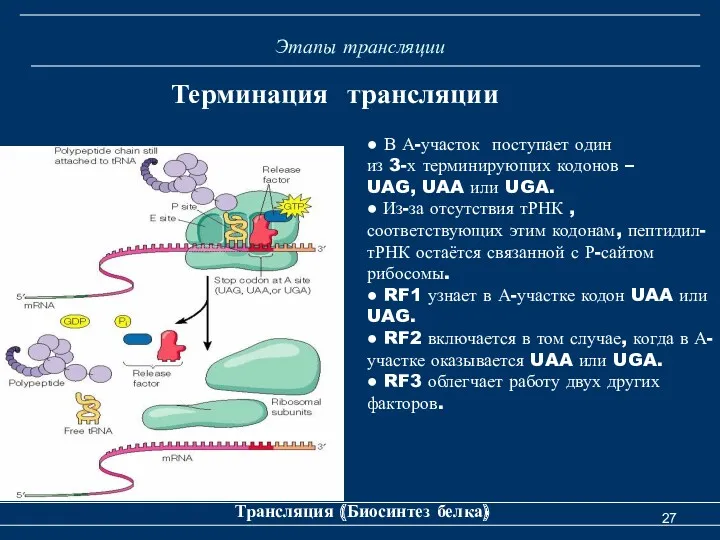 Этапы трансляции Трансляция (Биосинтез белка) Терминация трансляции ● В А-участок