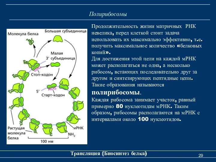 Полирибосомы Трансляция (Биосинтез белка) Продолжительность жизни матричных РНК невелика, перед