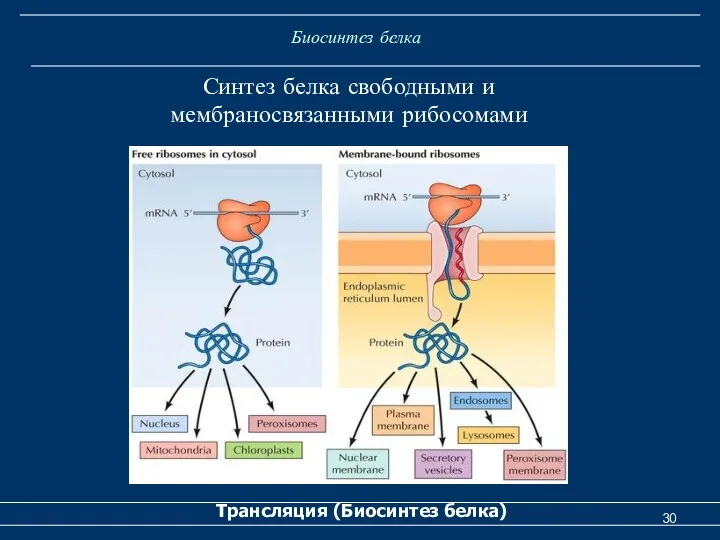 Биосинтез белка Трансляция (Биосинтез белка) Синтез белка свободными и мембраносвязанными рибосомами