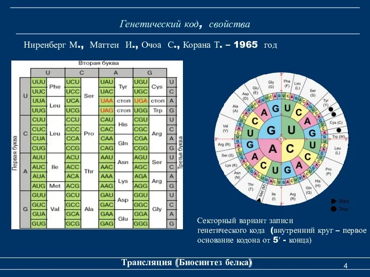 Генетический код, свойства Трансляция (Биосинтез белка) Секторный вариант записи генетического