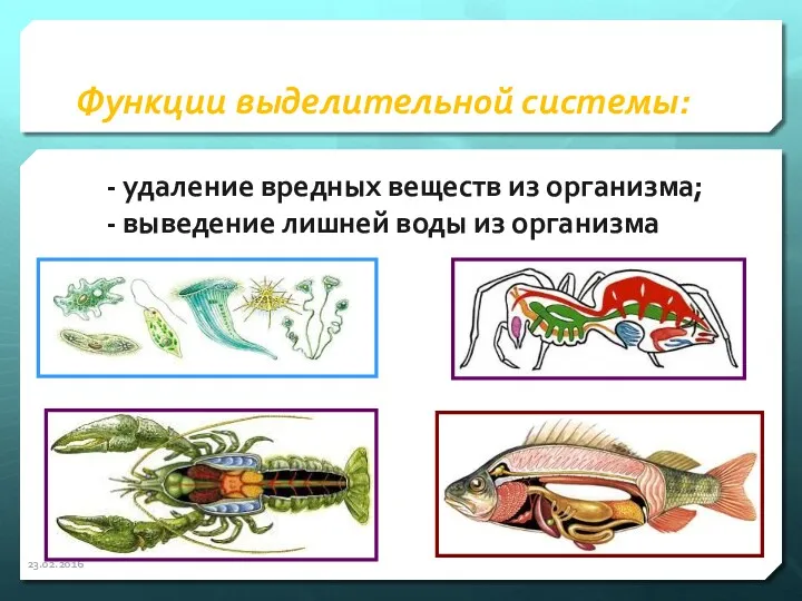 Функции выделительной системы: - удаление вредных веществ из организма; - выведение лишней воды из организма 23.02.2016