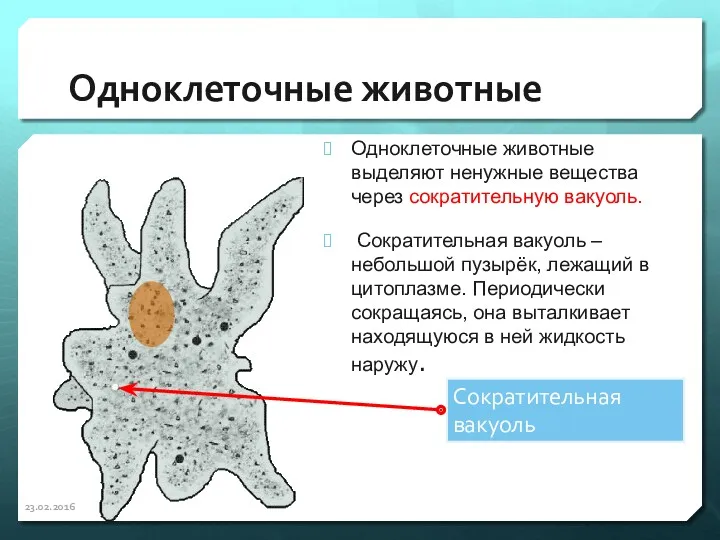 Одноклеточные животные Одноклеточные животные выделяют ненужные вещества через сократительную вакуоль.