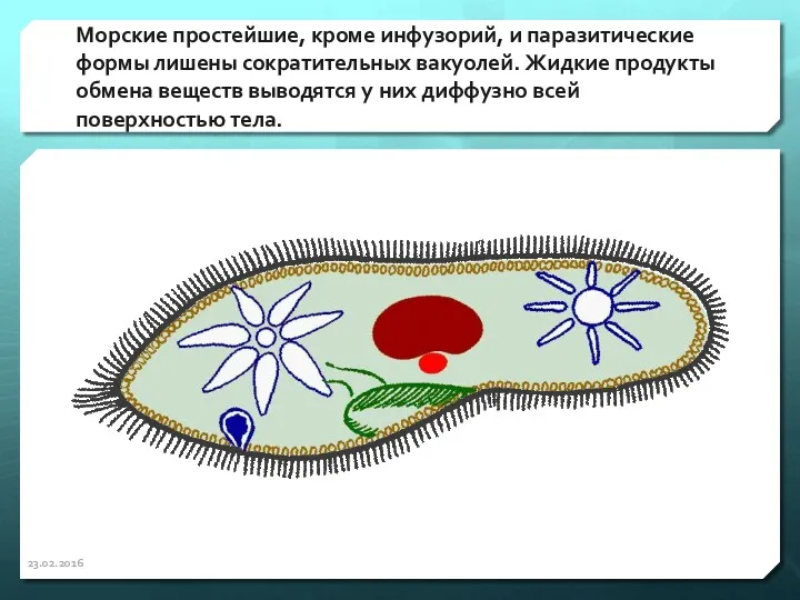 Морские простейшие, кроме инфузорий, и паразитические формы лишены сократительных вакуолей.