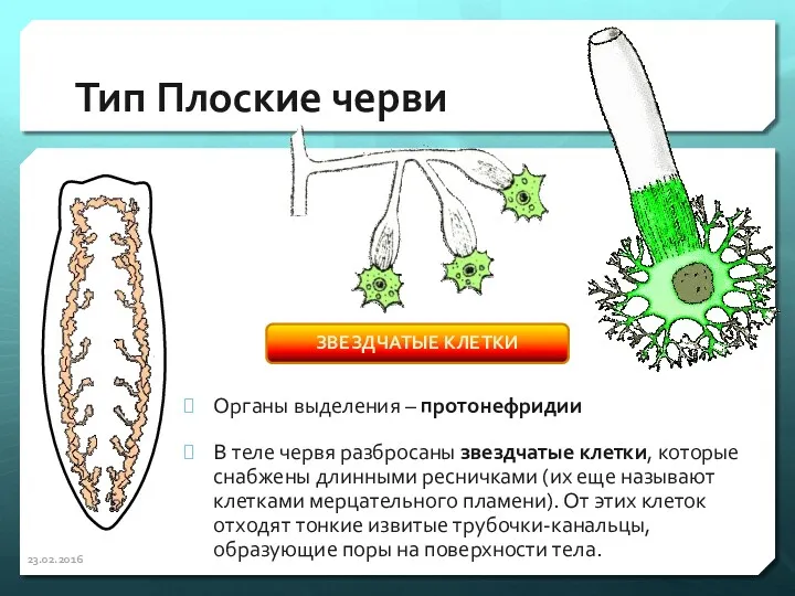 Тип Плоские черви Органы выделения – протонефридии В теле червя