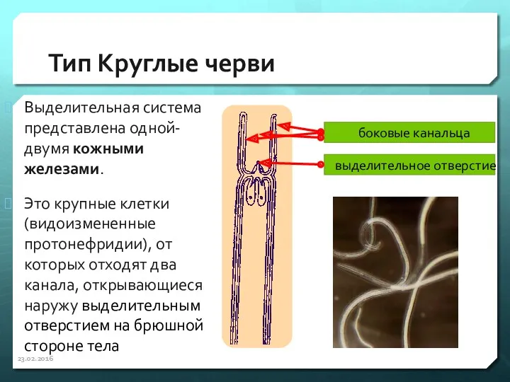 Тип Круглые черви Выделительная система представлена одной-двумя кожными железами. Это