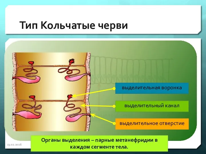 Тип Кольчатые черви 23.02.2016 Органы выделения – парные метанефридии в каждом сегменте тела.