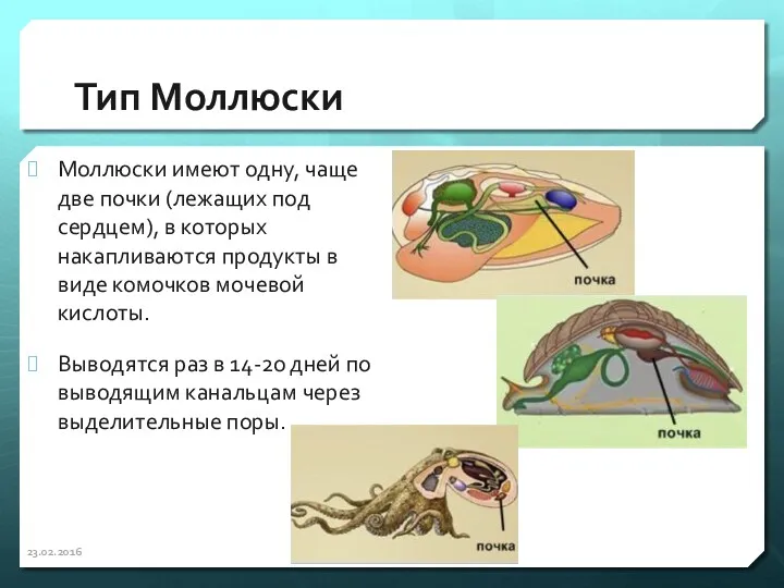 Тип Моллюски Моллюски имеют одну, чаще две почки (лежащих под