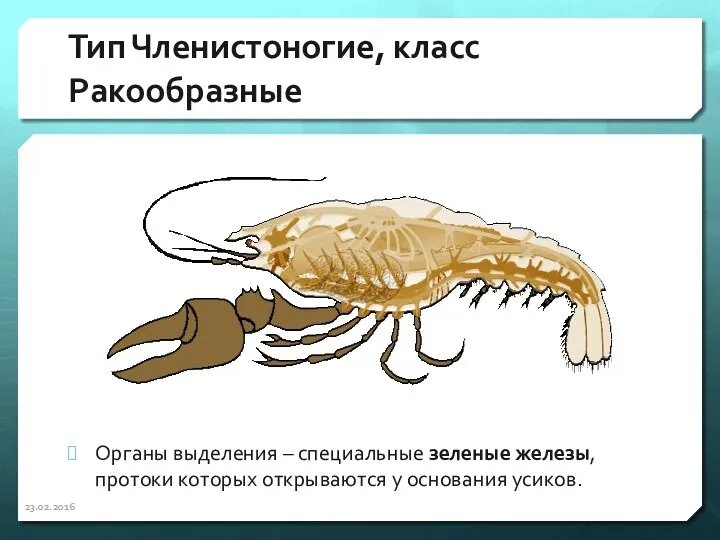 Тип Членистоногие, класс Ракообразные Органы выделения – специальные зеленые железы,