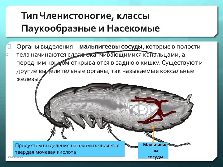 Тип Членистоногие, классы Паукообразные и Насекомые Органы выделения – мальпигеевы