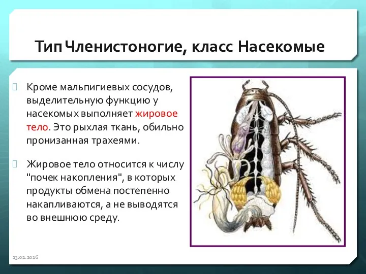 Тип Членистоногие, класс Насекомые Кроме мальпигиевых сосудов, выделительную функцию у