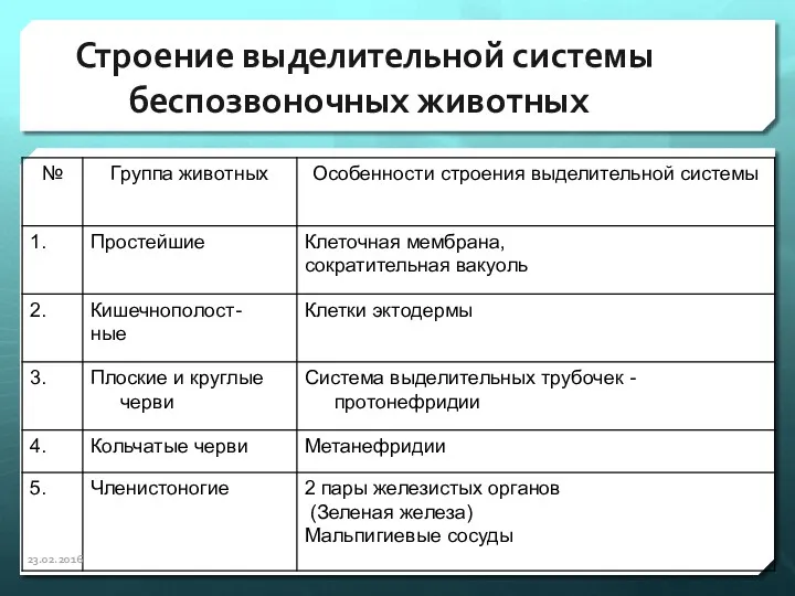 Строение выделительной системы беспозвоночных животных 23.02.2016