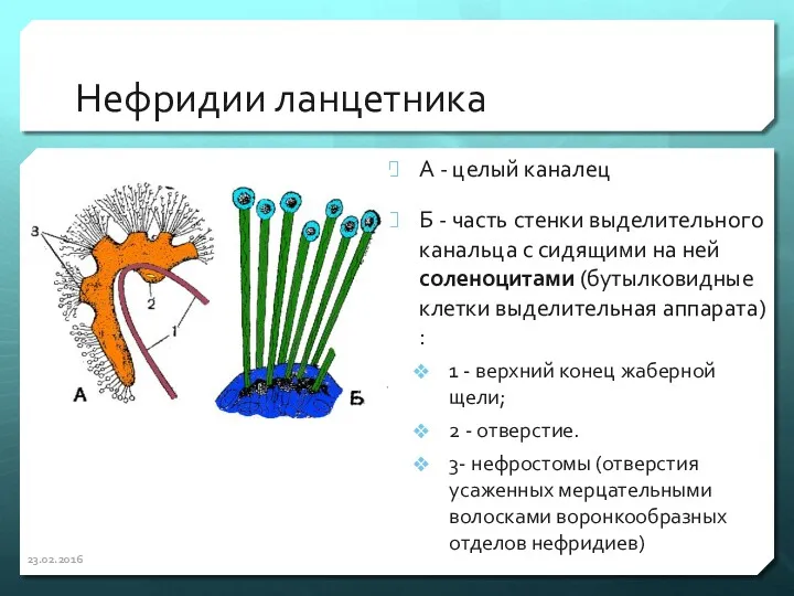 Нефридии ланцетника А - целый каналец Б - часть стенки