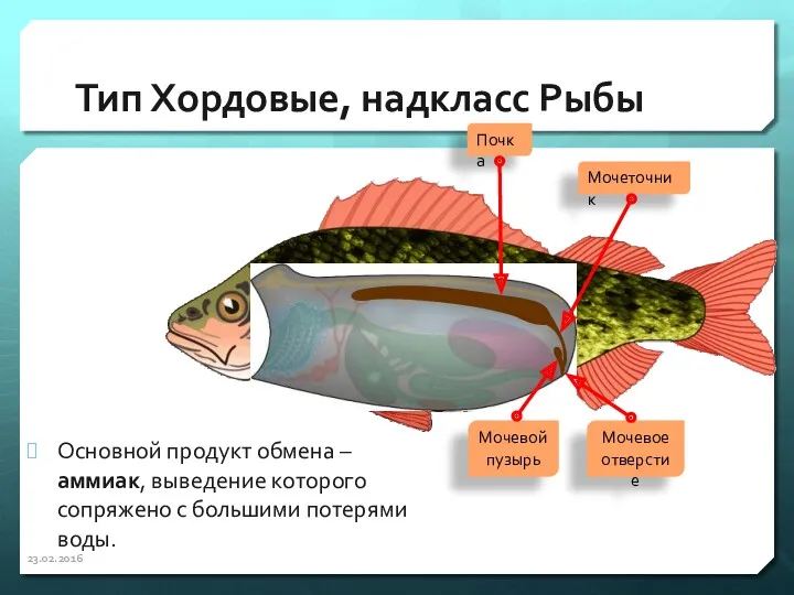 Тип Хордовые, надкласс Рыбы Основной продукт обмена – аммиак, выведение