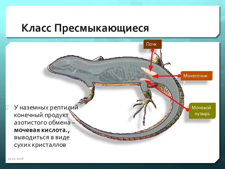 Класс Пресмыкающиеся У наземных рептилий конечный продукт азотистого обмена –