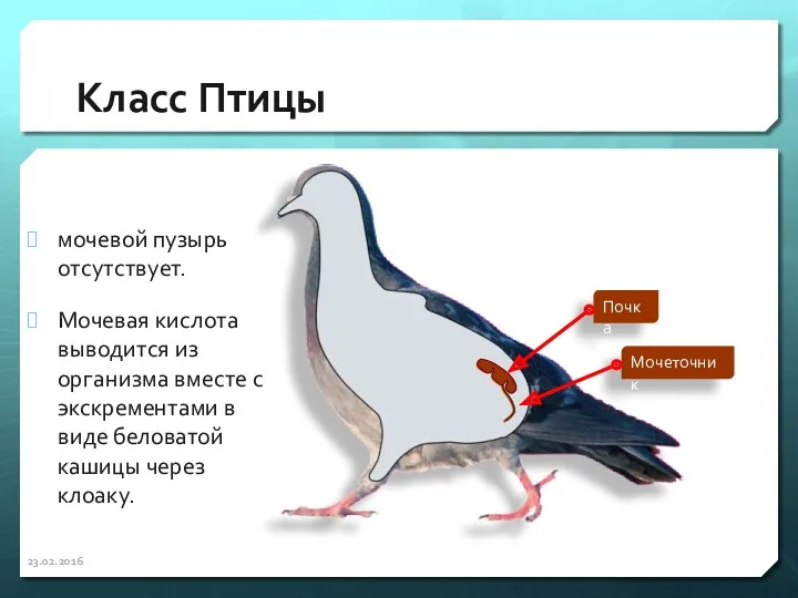 Класс Птицы мочевой пузырь отсутствует. Мочевая кислота выводится из организма