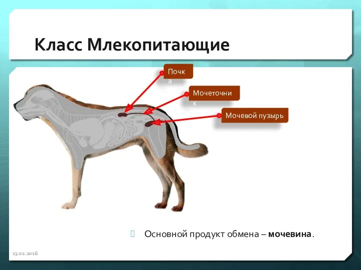 Класс Млекопитающие Основной продукт обмена – мочевина. 23.02.2016