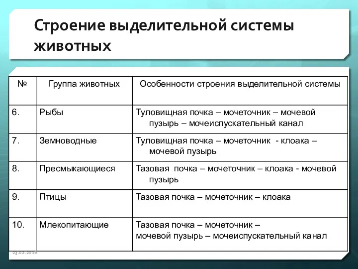 Строение выделительной системы животных 23.02.2016