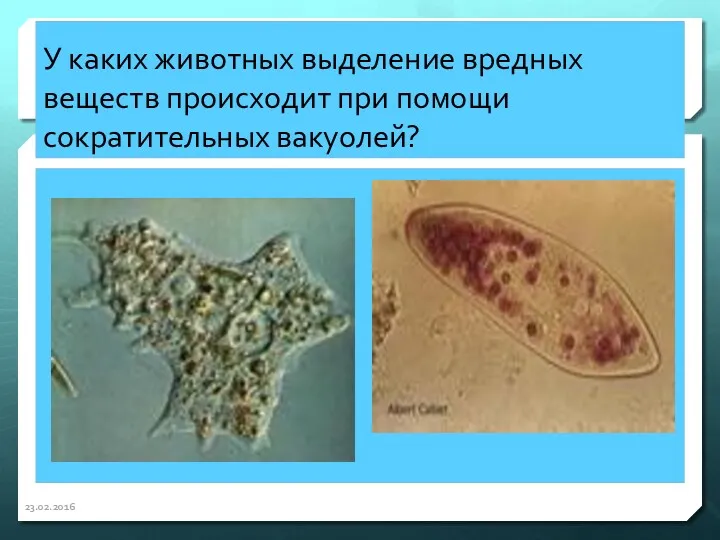 У каких животных выделение вредных веществ происходит при помощи сократительных вакуолей? 23.02.2016