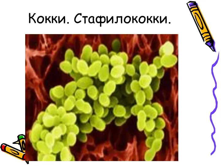 Кокки. Стафилококки.