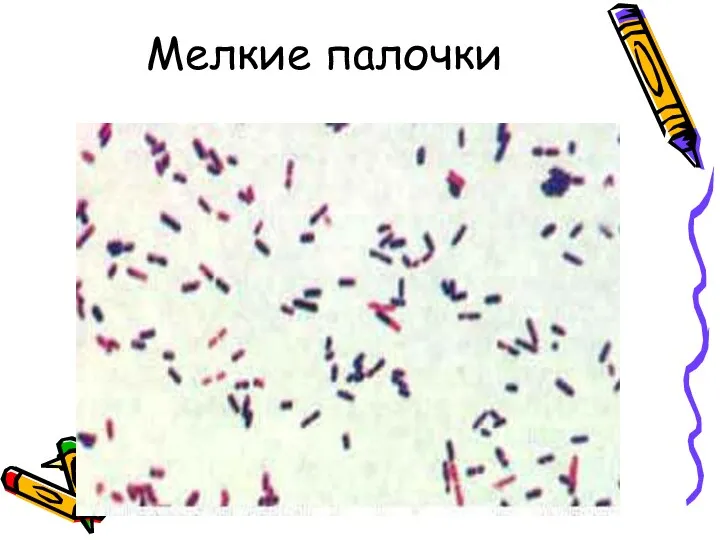 Мелкие палочки